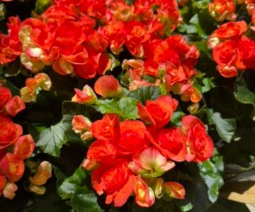 Begonia Plant Photos